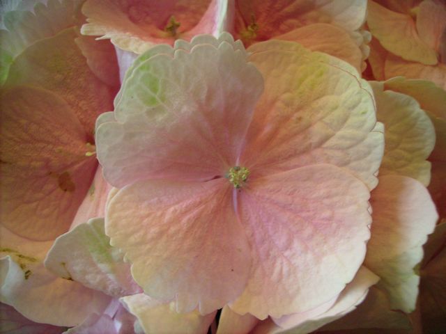 Hydrangea macrophylla (Hortensia) - Sépales rose