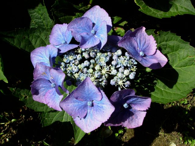 Hydrangea macrophylla (Hortensia) - Bleu