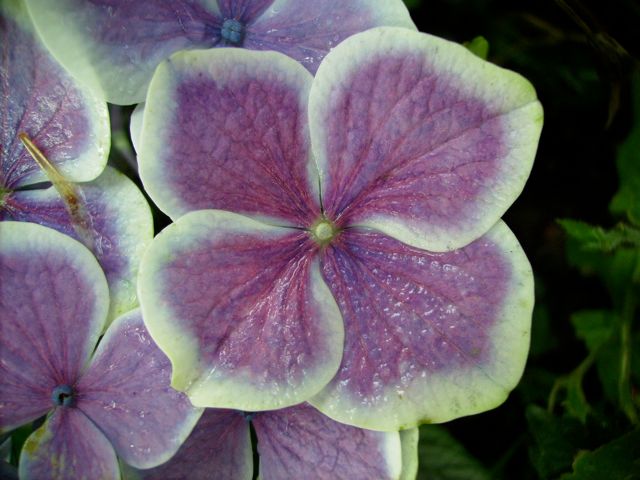 Hydrangea macrophylla (Hortensia) - Sépales panachés