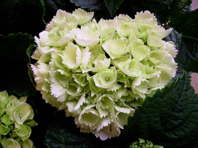 Hydrangea macrophylla (Hortensia) - Coeur Blanc