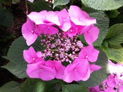 Hydrangea macrophylla (Hortensia) - Rose