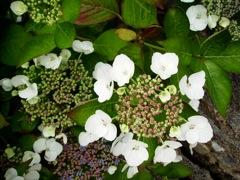 Hydrangea macrophylla (Hortensia) - Massif blanc