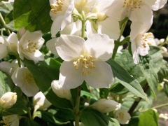 Philadelphus (Seringat) - Blanc 4 pétales