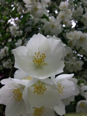 Philadelphus (Seringat) - Arbuste