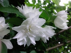 Philadelphus (Seringat) - Blanc double