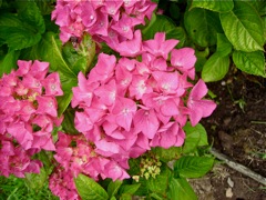 Hydrangea macrophylla (Hortensia) - Massif rose