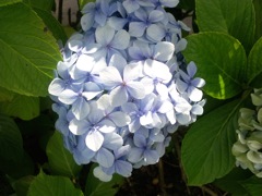 Hydrangea macrophylla (Hortensia) - Bleu clair