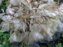 Hydrangea macrophylla (Hortensia) - Inflorescence sèche