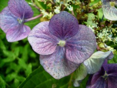 Hydrangea macrophylla (Hortensia) - Sépales bleu