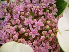 Hydrangea macrophylla (Hortensia) - Fleurs fertiles