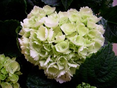 Hydrangeacées