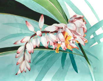 Alpinia zerumbet - Watercolor