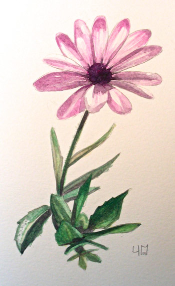 Osteospermum aquarelle