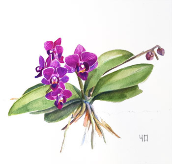 Aquarelle de Phalaenopsis