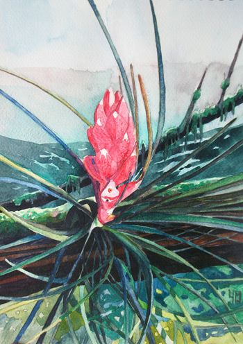 Tillandsia - Aquarelle