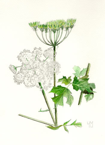 Heracleum sphondylium