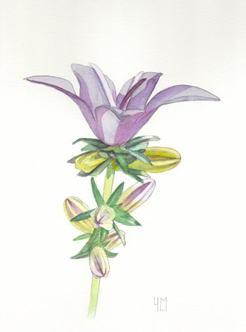 Campanula