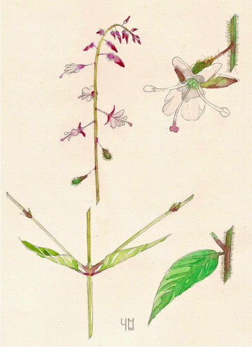 Aquarelle de Circaea lutetiana