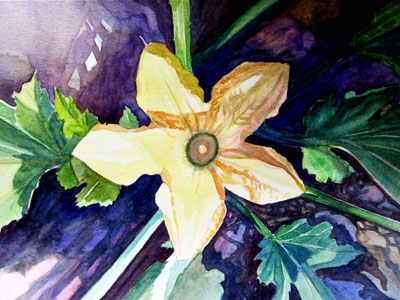 Aquarelle, fleur de courgette