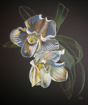 Orchidée Paphiopedilum, dessin