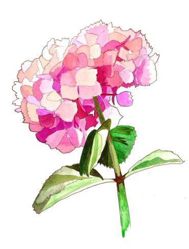 Hydrangea