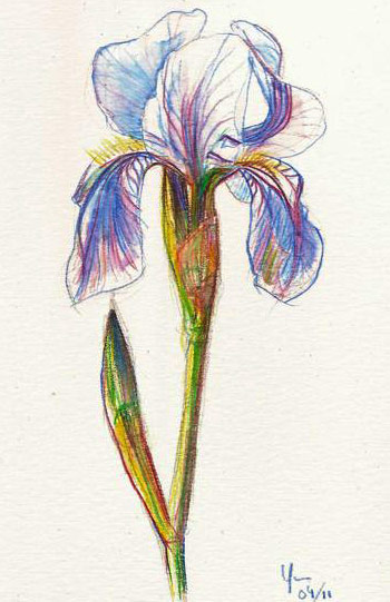 Aquarelle d'iris