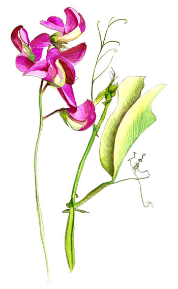 Aquarelle, Lathyrus latifolius