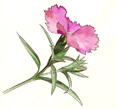 Dianthus