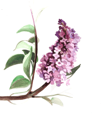 Aquarelle de Lilas