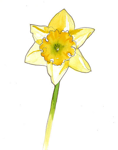 Aquarelle de narcisse