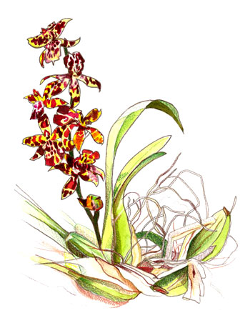 Orchidée Odontoglossum