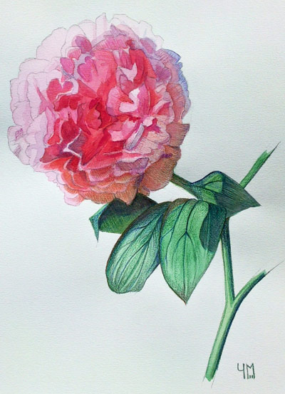 Aquarelle de Pivoine