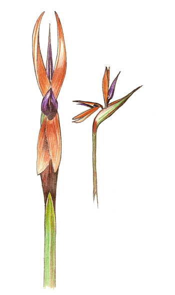 Aquarelle de Strelitzia