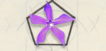 Fleur en pentagramme