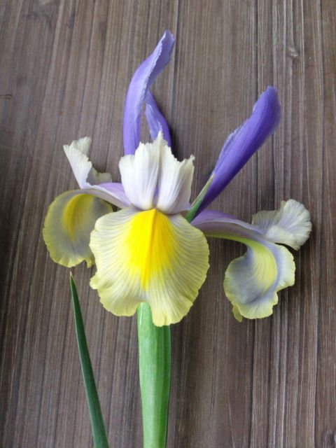 Iris xiphium (Iris d'Espagne) - Bleu et jaune