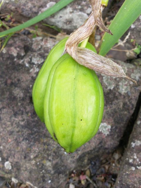 Fruit d'Iris - Cultivé