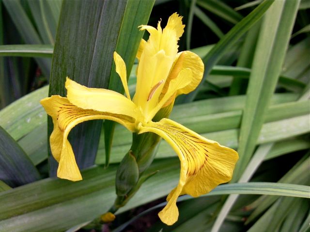 Iris pseudacorus (Iris des Marais) 