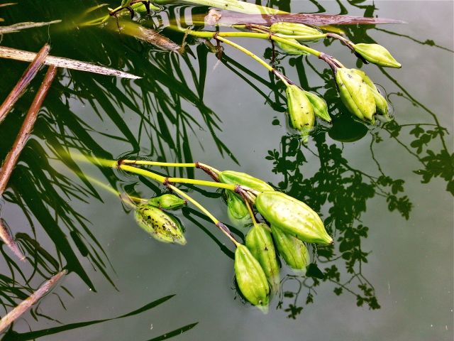Iris pseudacorus  - Fructification de l'Iris des marais
