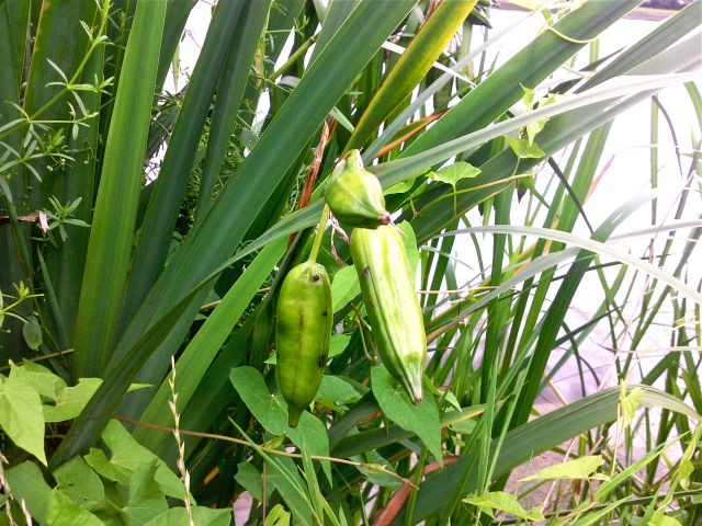 Iris pseudacorus - Capsules d'Iris