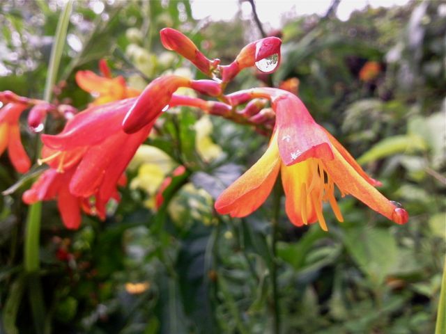 Crocosmia crocosmiiflora