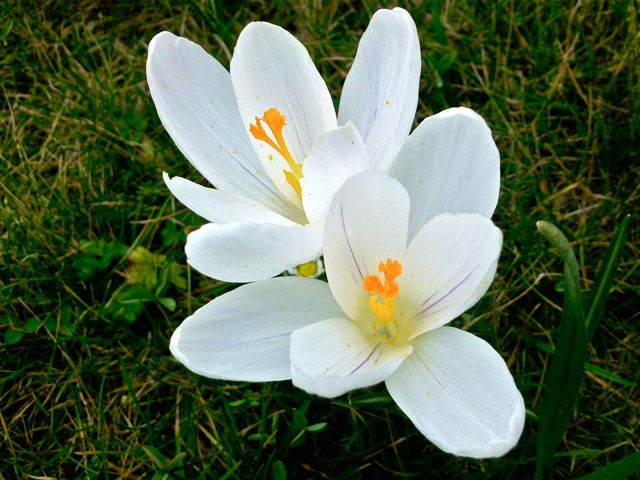 Crocus - Blanc