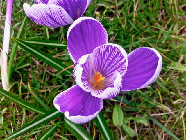 Crocus - Violet