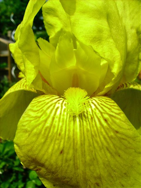 Iris germanica (Iris des jardins) - Poils