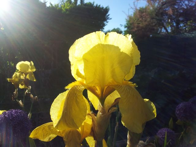 Iris germanica (Iris des jardins) - Profil jaune