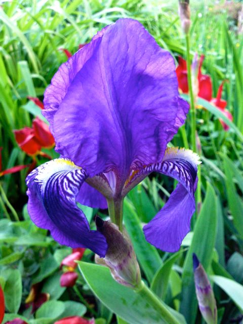 Iris germanica (Iris des jardins) - Bleu