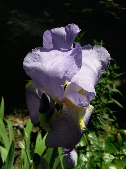 Iris germanica (Iris des jardins) - Blanc, bleu, jaune