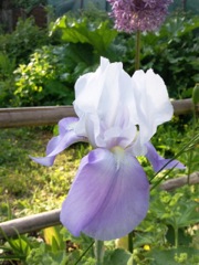 Iris germanica (Iris des jardins) - Profil blanc et parme