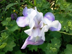 Iris germanica (Iris des jardins) - Face blanche et parme