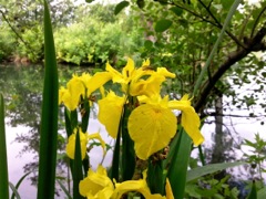 Iris pseudacorus - Bords de Somme