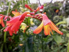 Crocosmia crocosmiiflora